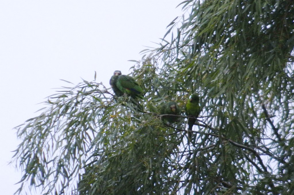 Parrot, Green, 2013-01060003L Oliveria Park, Brownsville, TX.JPG - Green Parrot. Oliveria Park, Brownsville, TX, 1-5-2013